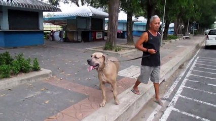 Yavrusunu Korumak İçin Dev Köpeğe Kafa Tutan Kedi