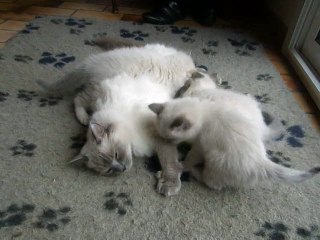 Idylle et ses chatons