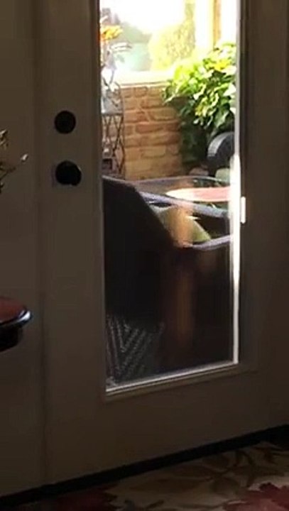 Кот нашел нестандартное применение креслу