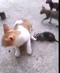 Funny Cat and Rat,,who wins the race?