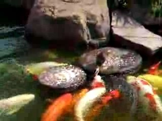 baby duck feeding carps