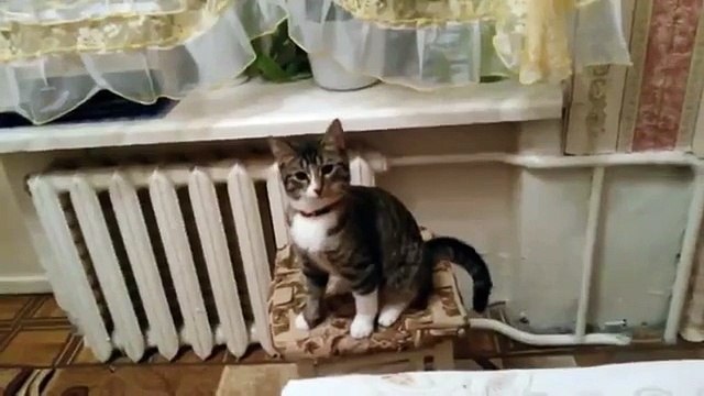 Джек, поделай лапками))