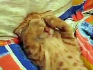 Кота будят пойти поесть) Ржач до слез