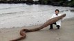 УЖАС! Неизвестное Существо нашли на берегу реки в Японии