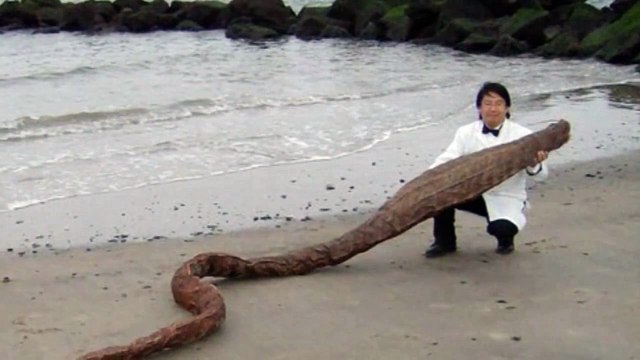 УЖАС! Неизвестное Существо нашли на берегу реки в Японии
