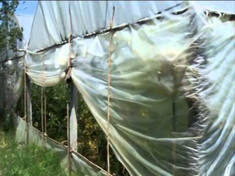 ILIR META NE DIVJAKE APEL FSHATAREVE TE PUNOJNE TOKEN KUDO QE JANE NE SHQIPERI LAJM