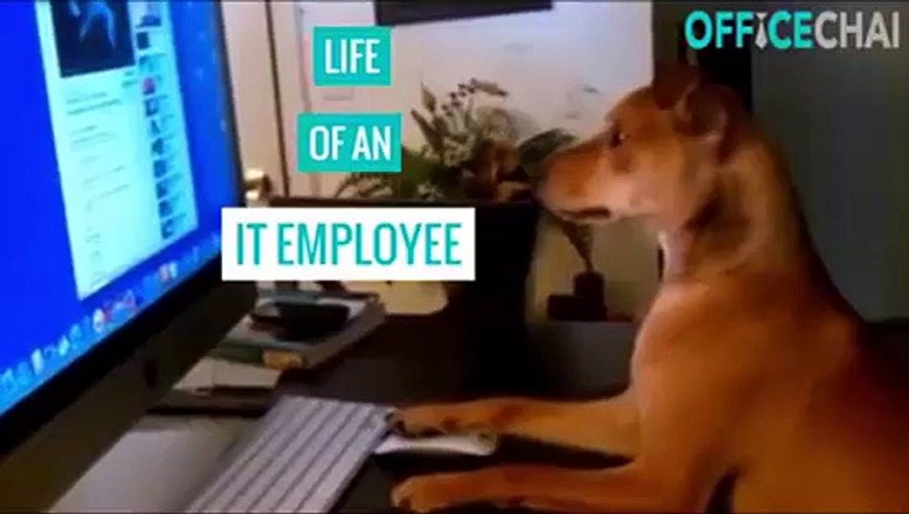 IT Expert Life