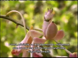 MÖCÜZƏLI CANLILAR 3 (HEYVANLARIN MASKALANMASI VƏ ŞÜURLU DAVRANIŞLARI)