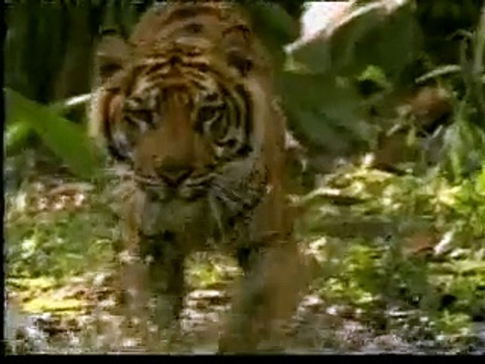 DER NIEDERGANG DER EVOLUTIONSTHEORIE und DIE WAHRHEIT DER SCHÖPFUNG