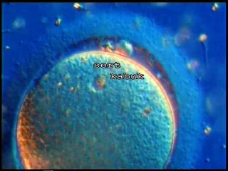 İnsanın yaratılışı