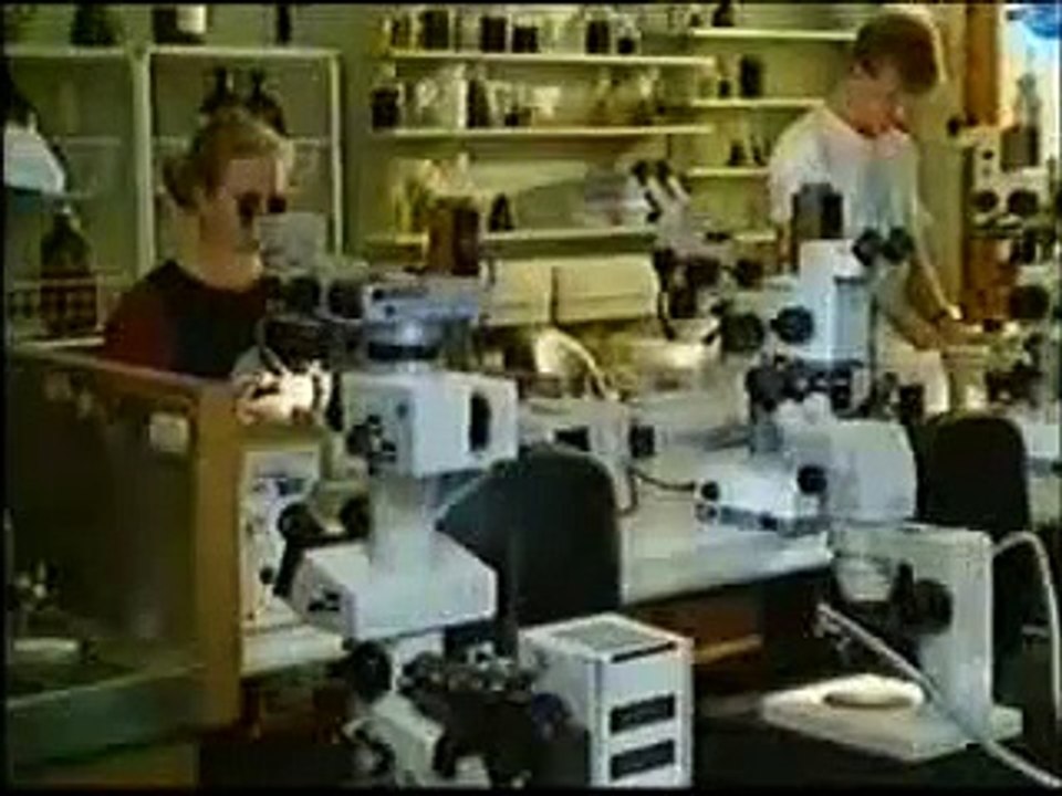 DAS WUNDER DER AMEISE