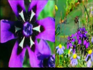 Bitkilerin dünyası (Çocuk filmi 10)