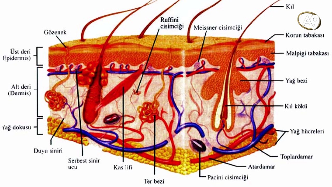 Allah akılla bilinir