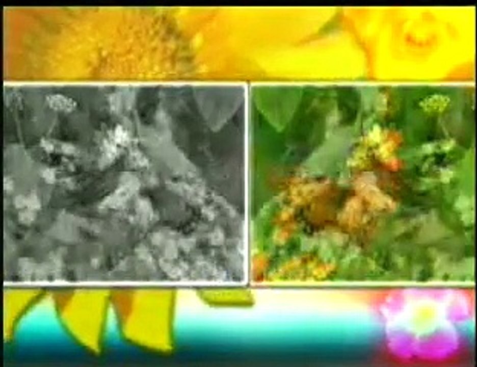 DAS KÜNSTLERISCHE GENIE ALLAHS’ IN DEN FARBEN