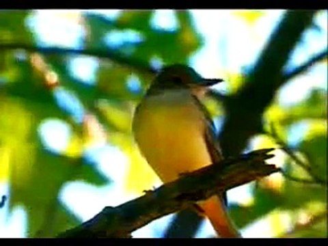 جولة في عالم الحيوانات (فيلم للأطفال 3)