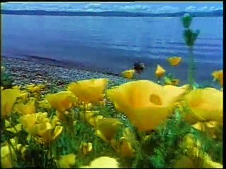 Harika canlılar 1 (Bal arısı, somon, monark, yusufçuk)