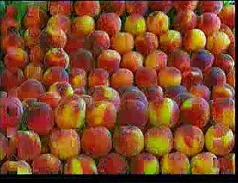 Мир животных 1-3 Наши маленькие друзья