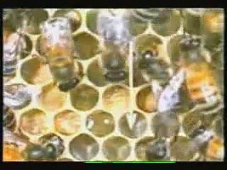 MISTERI KEHIDUPAN SATWA 1