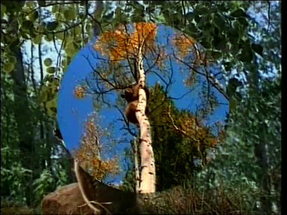 Мир животных