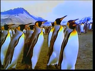 МАТЕРИНСКАЯ ЛЮБОВЬ И САМОПОЖЕРТВОВАНИЕ У ЖИВОТНЫХ