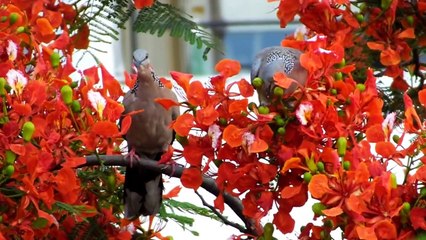 Beautiful doves, Great Tits, Japanese white eye | Beautiful flowering plants