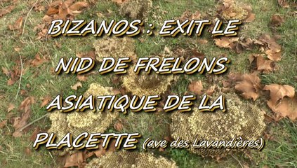 LES SCOOPS DE MICHOU W-D.D. - 27 NOVEMBRE 2015 - BIZANOS - EXIT LE NID DE FRELONS ASIATIQUES DE LA PLACETTE..