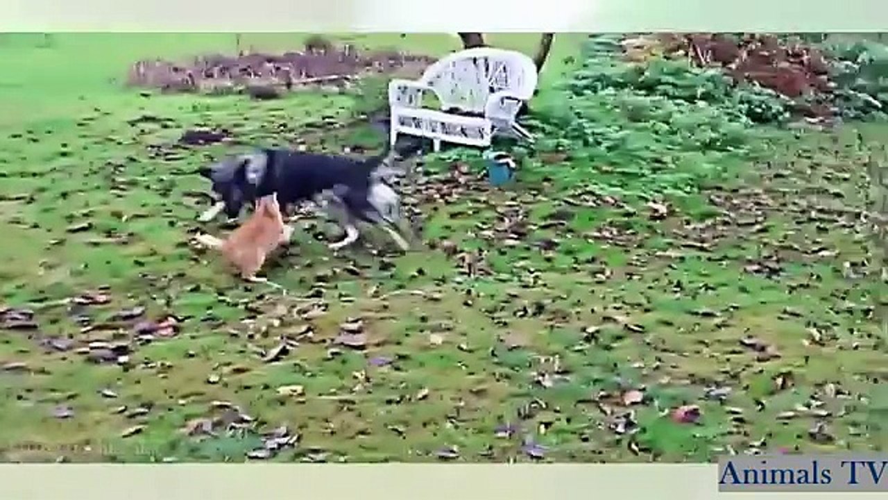 Funny dog and cat compilation december 2015
