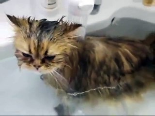 Как правильно купать кота: советы и ошибки 🐱