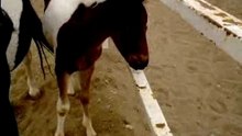 pepito