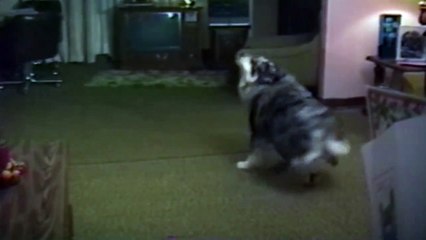 Crazy Dog Chases Ceiling Fan