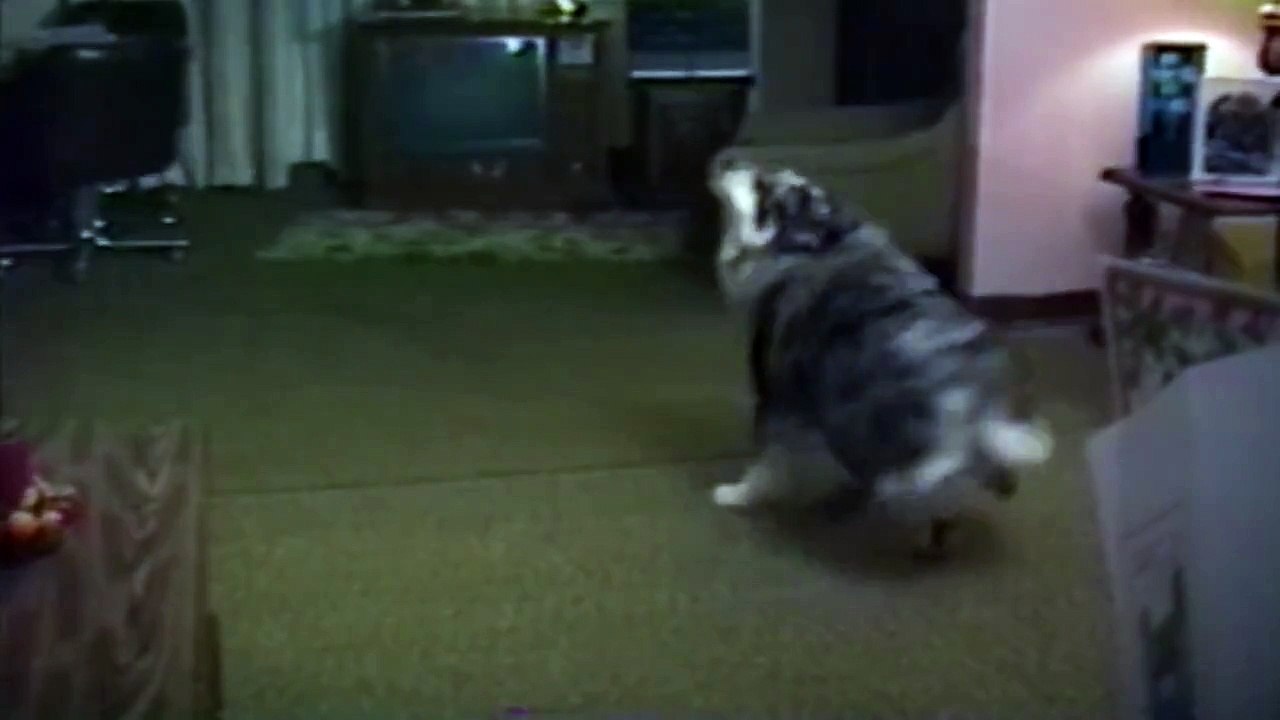 Crazy Dog Chases Ceiling Fan