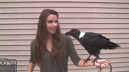 When this raven talks it sounds exactly like a human