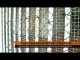 Ja si ka degraduar Kopshti Zoologjik - Top Channel Albania - News - Lajme