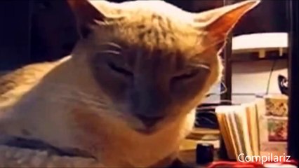 Cats Compilation-(Chats)