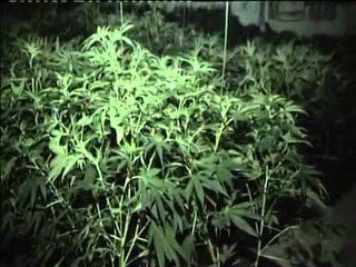 ZBULOHET DHE ASGJESOHET NGA POLICIA NJE PLANTACION KANABISI NE XARE TE KONISPOLIT LAJM