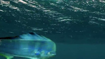 Ce poisson volant est vraiment hallucinant