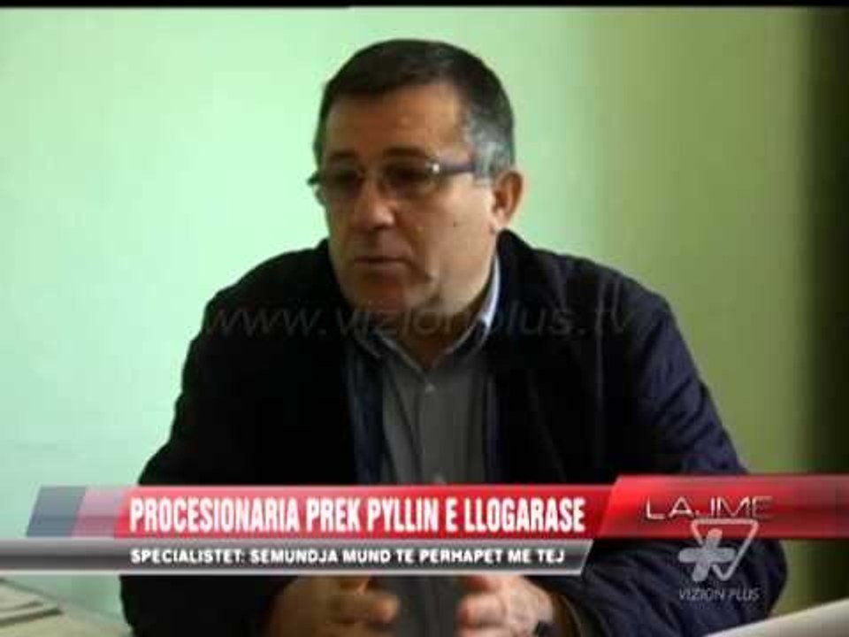 Procesionaria prek pyllin e Llogorasë - News, Lajme - Vizion Plus