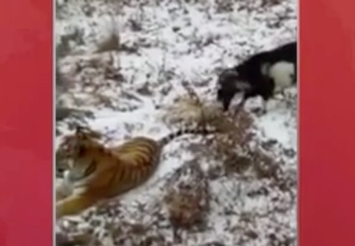 Tiger and goat unlikely friends at Russia zoo