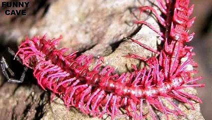 6 Animals With Real Life Superpowers