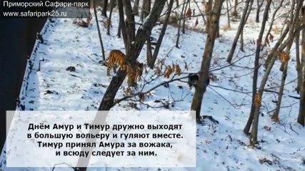 Амур и Тимур. Не разлей вода!