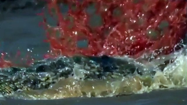Watch National Geographic: Animals´s Cemetery River Lions & Crocodiles Attacks Documentary