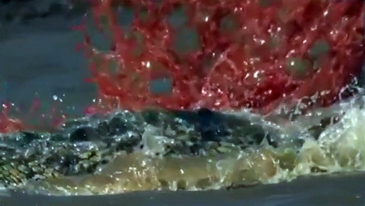 Watch National Geographic: Animals´s Cemetery River Lions & Crocodiles Attacks Documentary