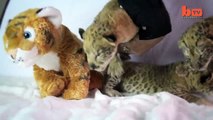 Negli USA nascono tre cuccioli di liliger, l'incrocio tra un leone e un liger.
