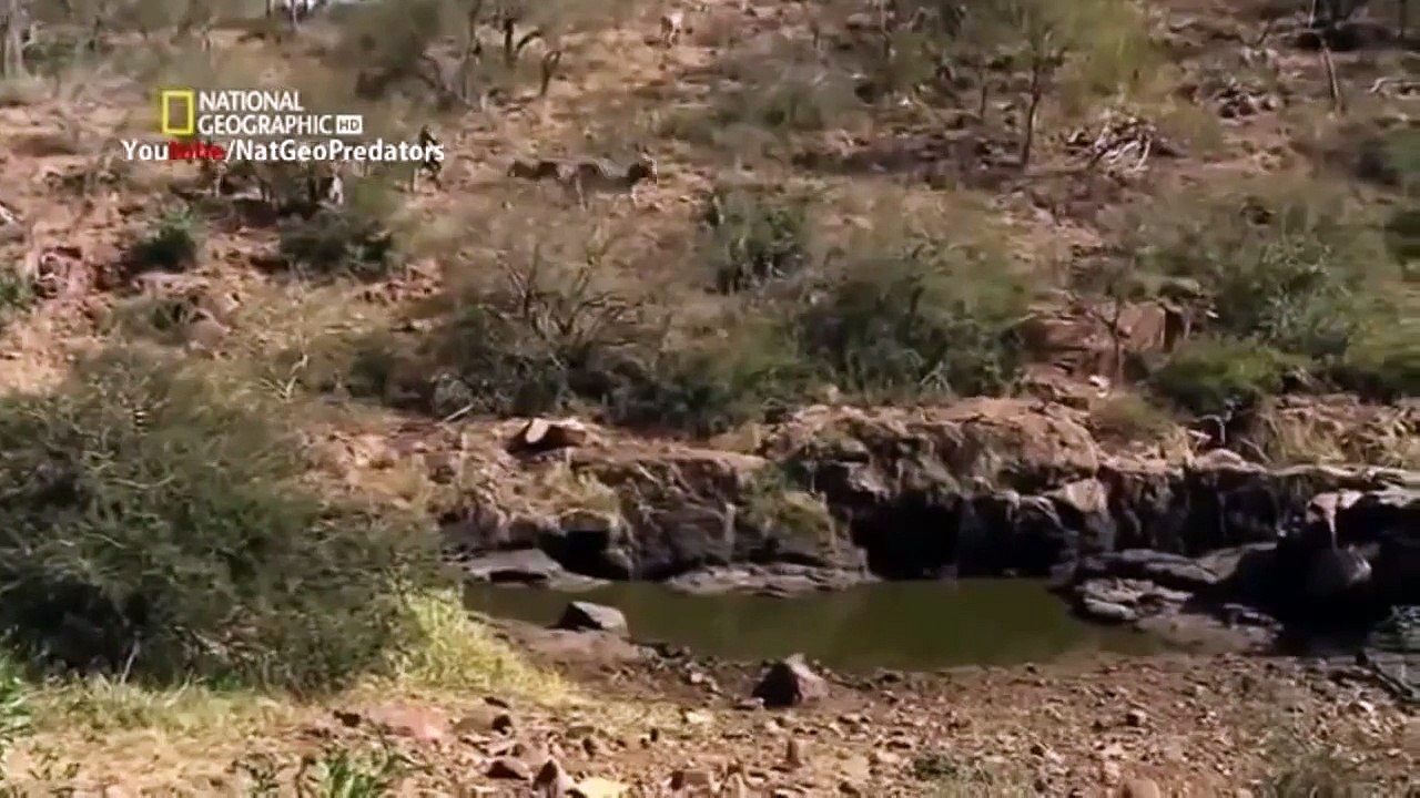 Amazing Documentary HD ★ Best of Lions Hunting Strategy ★ National Geographic 2015