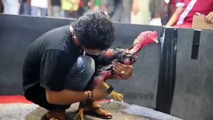 Descargar video: Kontes Ayam Jago Nusantara Walikota Cup