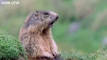 Funny Talking Animals Walk On The Wild Side Preview BBC One