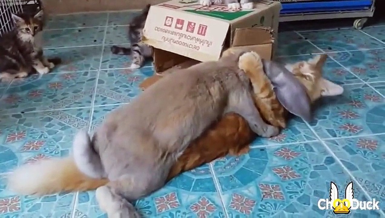 #62 ChooDuck Lustige Videos Лучшие приколы 2015 (Funny compilation) 楽しい 面白い動画 // 不覚にも笑ってしま