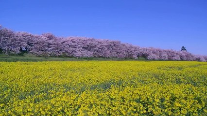 Harp Music〜Relaxing Harp Music