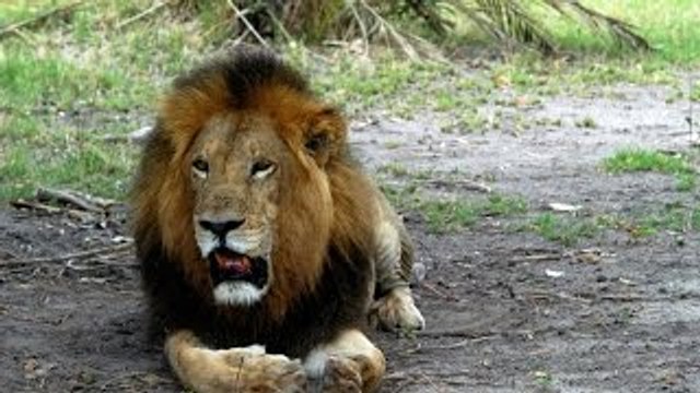 Leões; Mega Predadores em Criaturas Mortais