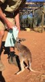 This Young Kangaroo Loves Her Pouch! - YouTube